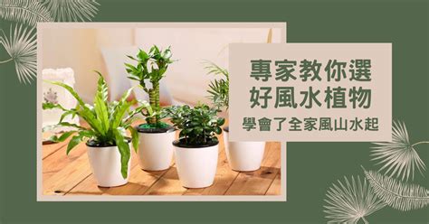 山蘇風水|【風水植物大全】專家教你選好風水植物，學會了全家。